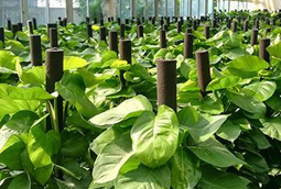 選擇綠色植物租賃有什么好處？
